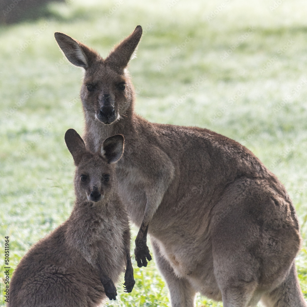 Mother and joey eastern grey kangaroos in rural Australia