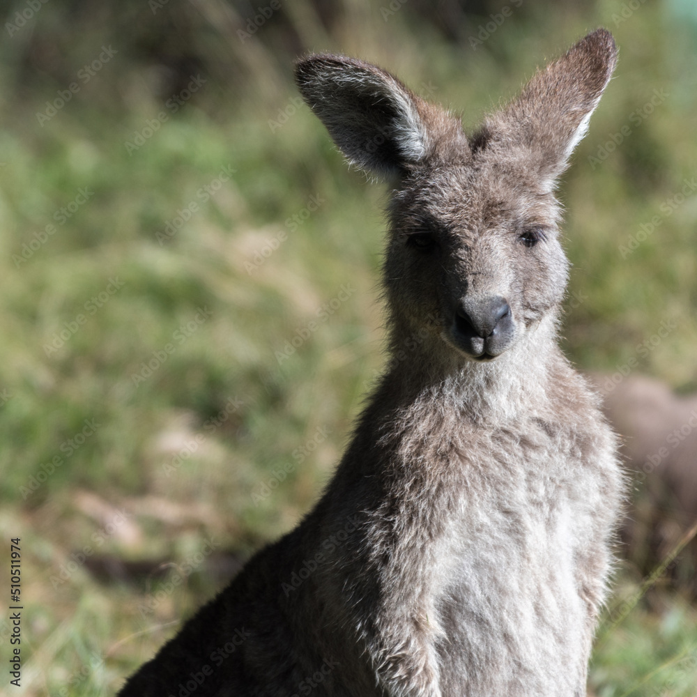 Young Eastern Grey Kangaroo Joey in Outback Australia