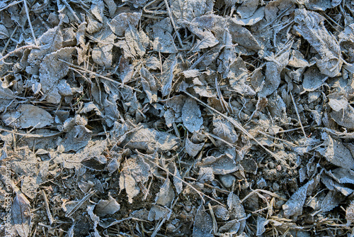 Frozen last year's leaves on side of dirt road, texture for background. photo