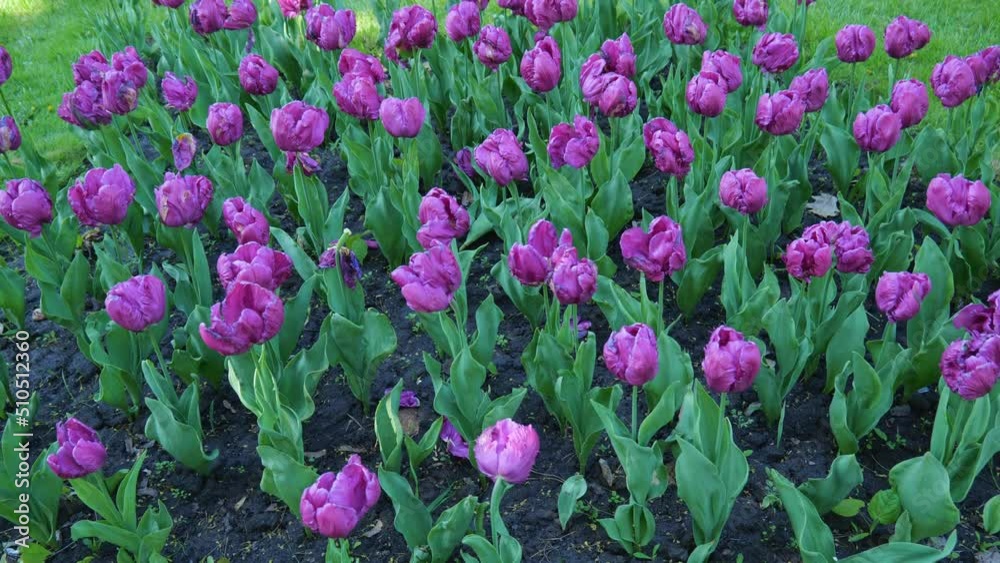 Lots of purple tulips. Background of tulips in the park. The texture is natural. Slow motion flowers Lots of purple tulips. Background of tulips in the park. The texture is natural. Slow motion flowers