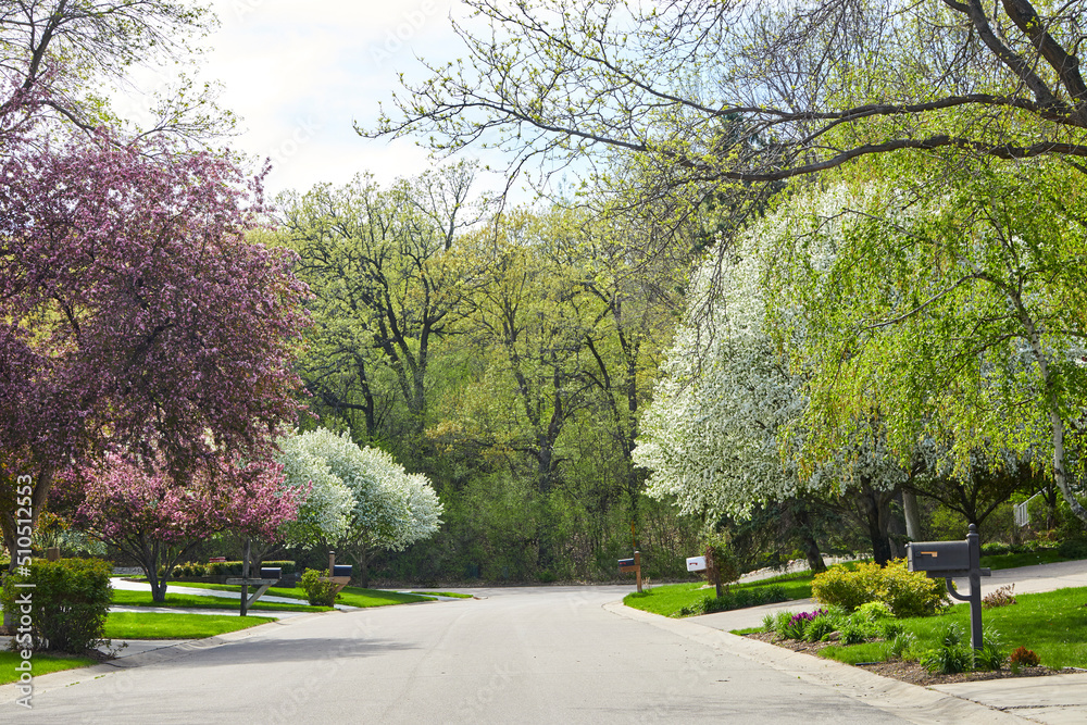 Neighborhood street with flowering trees in early spring Neighborhood street with flowering trees in early spring