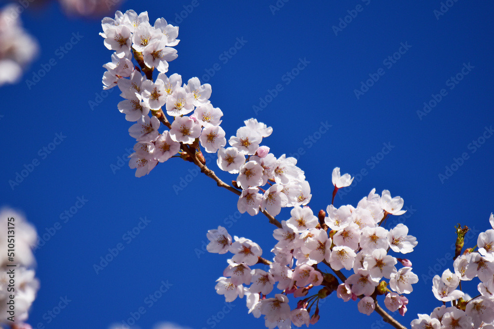 枝にびっしり咲いた桜