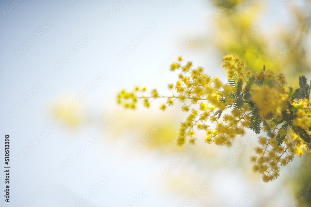 mimosa mimosa