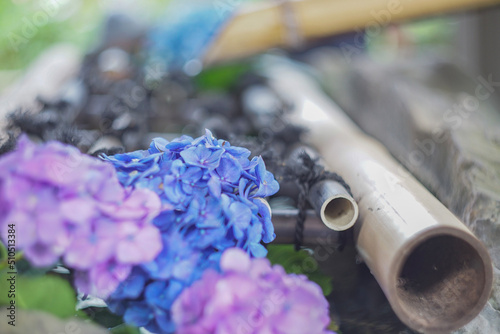 Hydrangea