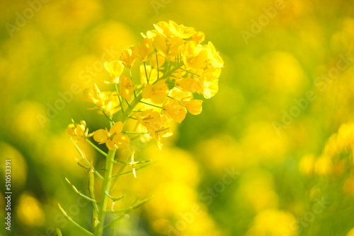 Rape blossoms
