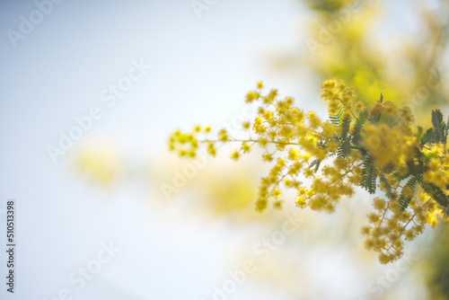 mimosa