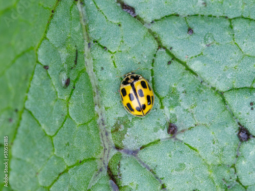 Close up of the 14-spotted ladybird yellow and black, propylea quatuordecimpunctata on the leaf photo