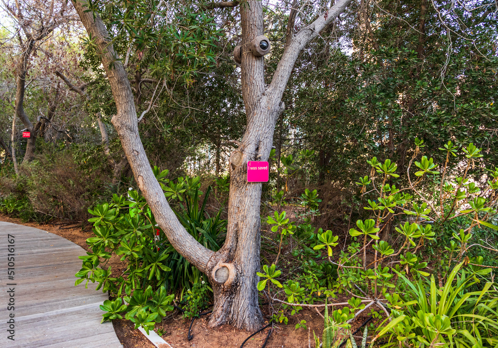 Exotic plants and trees in the park. Outdoors Exotic plants and trees in the park. Outdoors