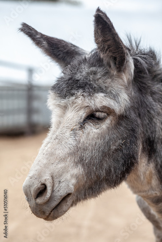 Donkey head close-up at the animal farm. Portrait of a gray donkey. Donkey, farm animal. Rural life with animals.
