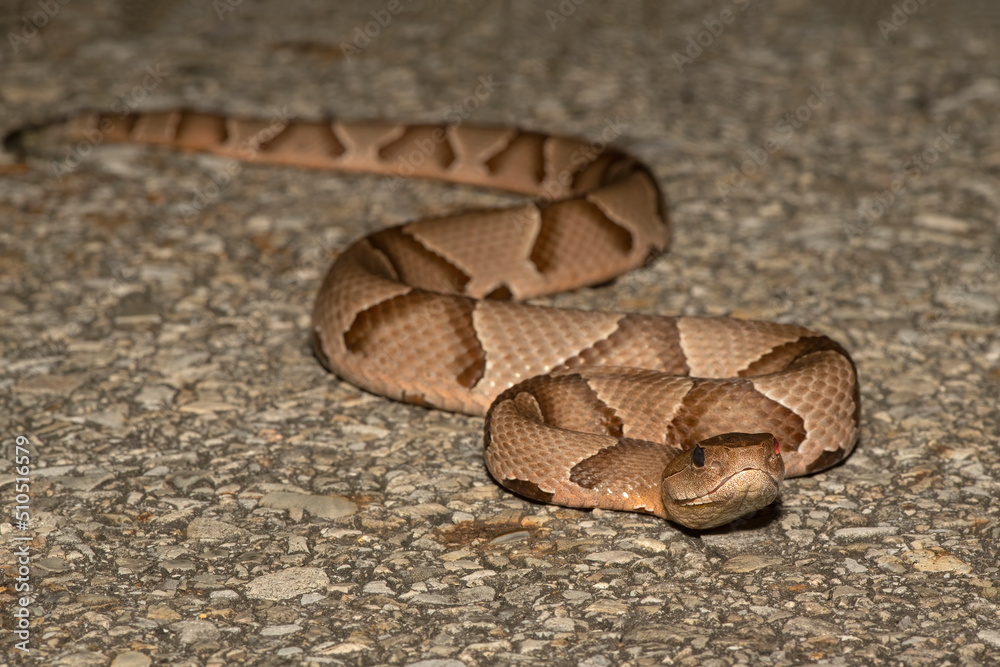 Obraz premium Broad Banded Copperhead with eye injury