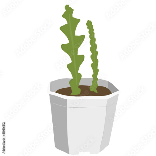 Fishbone cactus Drawing in White pot, Plant Vector. Disocactus anguliger Illustration, Houseplant Vector. photo