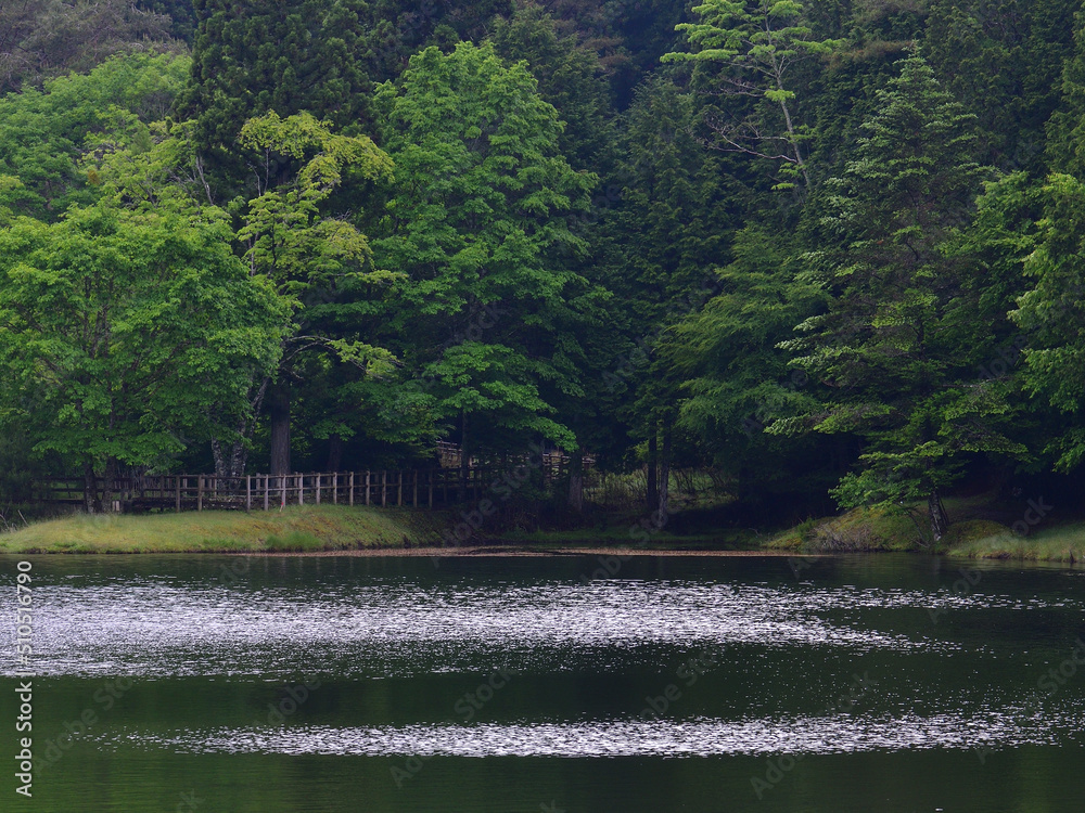 Naklejka premium 森に囲まれた湖と散策道