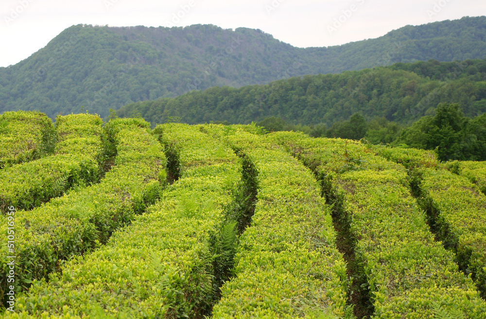 The slope of the tea plantation on the background of the forest. Focus on the center of the image