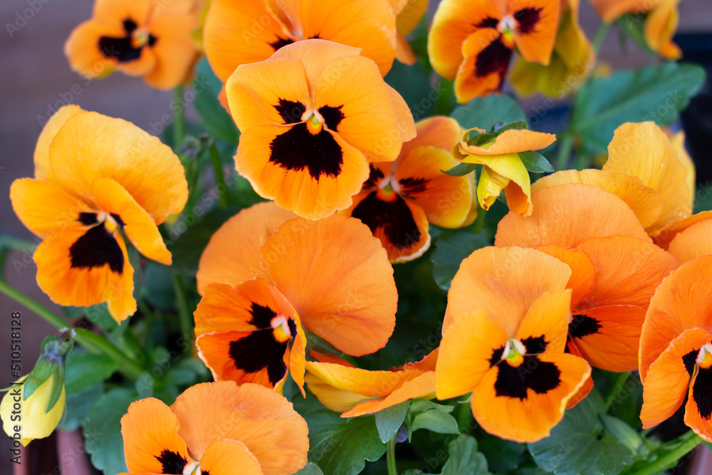 Flower bed with many small vibrant orange soft blooming garden pansy flowers (viola bicolor) with dark stains on the petals in a summer or spring garden in June in Poland
Flower bed with many small vibrant orange soft blooming garden pansy flowers (viola bicolor) with dark stains on the petals in a summer or spring garden in June in Poland