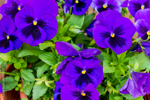 Flower bed with many small vibrant violet or purple soft  blooming garden pansy flowers (viola bicolor) with dark stains on the petals in a summer or spring garden in June in Poland
