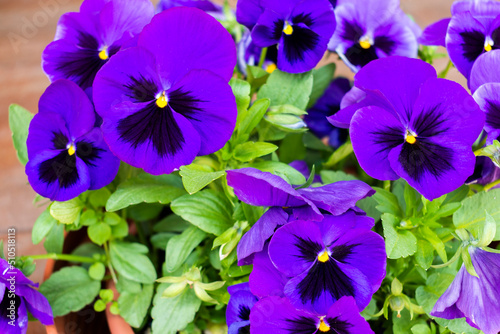 Flower bed with many small vibrant violet or purple soft  blooming garden pansy flowers  viola bicolor  with dark stains on the petals in a summer or spring garden in June in Poland 