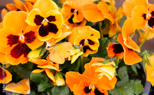 Flower bed with many small vibrant orange soft  blooming garden pansy flowers  viola bicolor  with dark stains on the petals in a summer or spring garden in June in Poland 