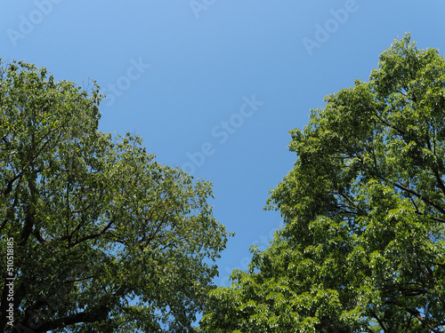 青空の下の森