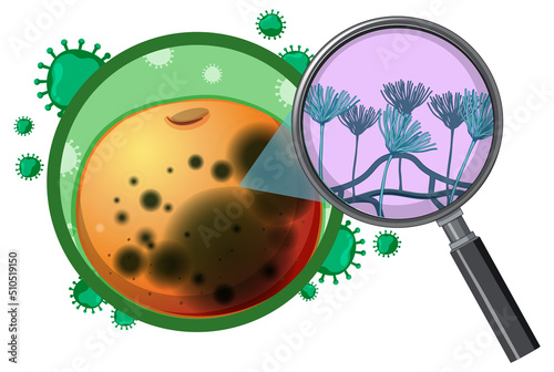 Structure and Physiology of orange Aspergillus