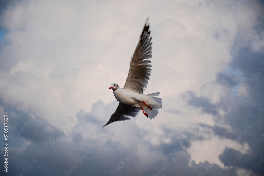 seagull in flight