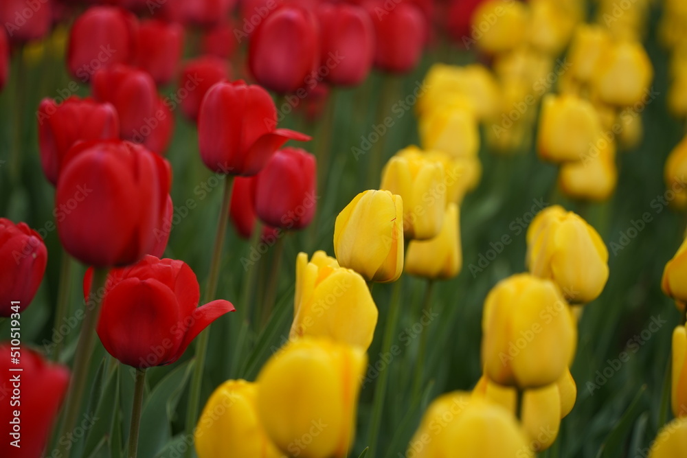 Tulips planted in the city park. Tulips planted in the city park.