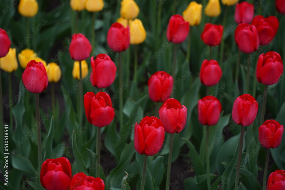 Tulips planted in the city park. Tulips planted in the city park.