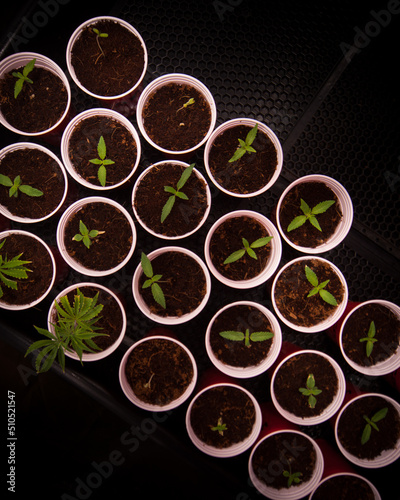 Cannabis seedlings for cannabis plant