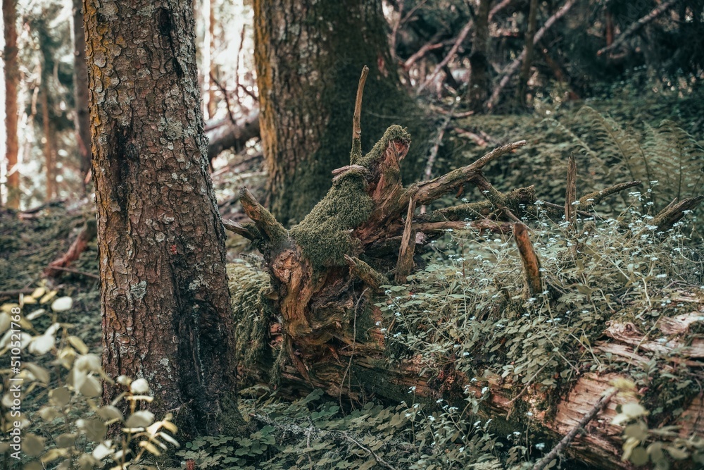 dark mysterious forest dark mysterious forest