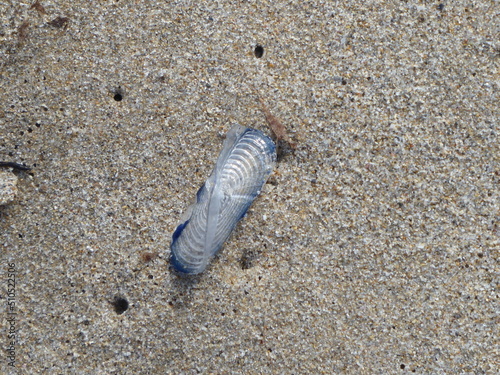 Sail Velella Velella photo