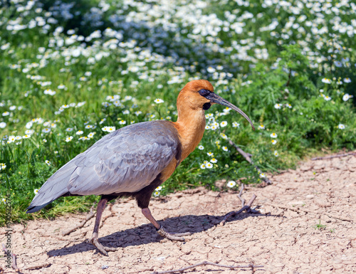 Obraz na płótnie Black-faced ibis (Theristicus melanopis), South American bird
