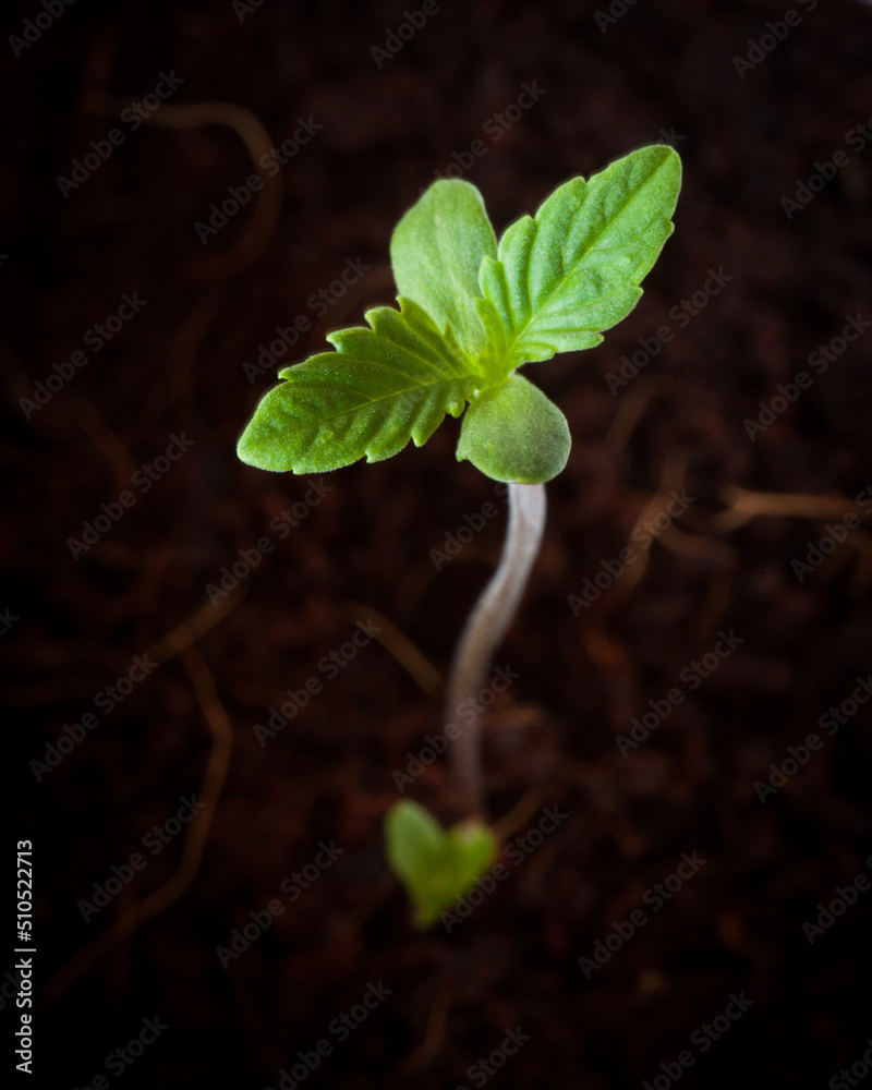 Naklejka premium Cannabis seedlings for cannabis plant