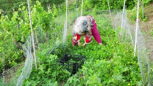 lady picking leafy greens from garden in the farm photo