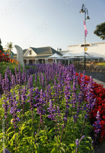 Beautiful Evening at Whangarei City Center, Northland, New Zealand. photo