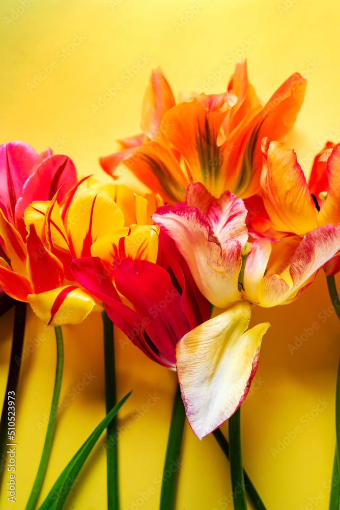nice spring flowers - colorful tulips nice spring flowers - colorful tulips