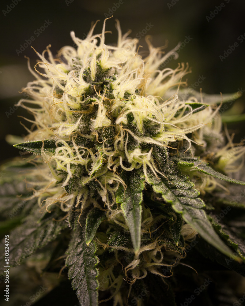 Fototapeta premium Cannabis flowers fresh with marijuana buds and plants