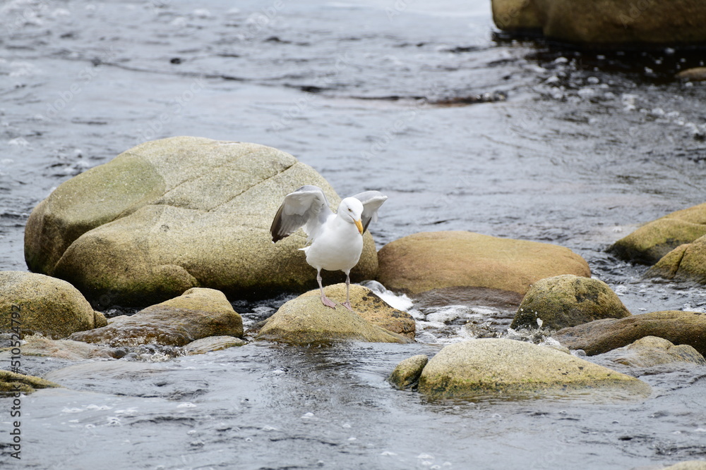 seagull sitting on a rock at the beach seagull sitting on a rock at the beach