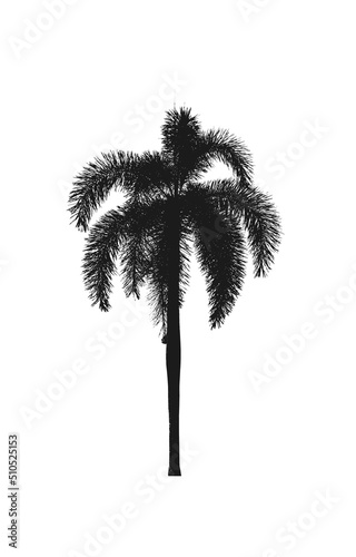 Palm tree silhouettes ornamental plant beautiful on white background © pramot48