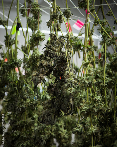 Canvas-taulu Cannabis harvested and hanging to dry and cure
