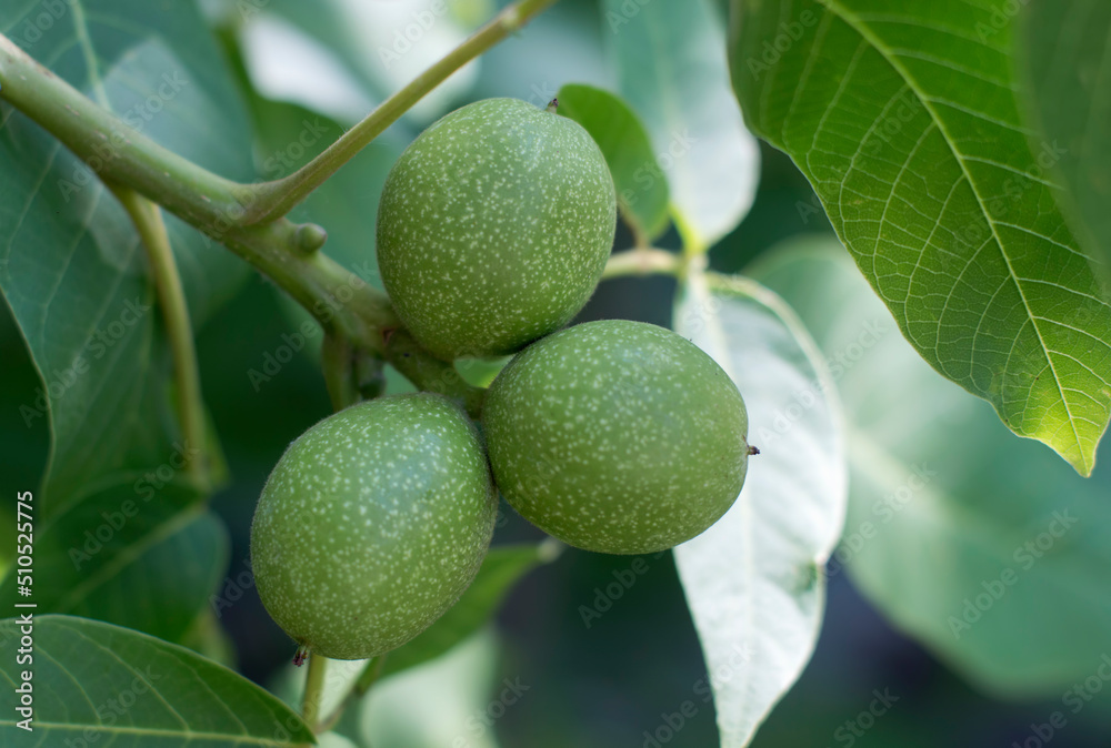 Walnuts on a tree. Green walnuts growing on a tree, close up Walnuts on a tree. Green walnuts growing on a tree, close up
