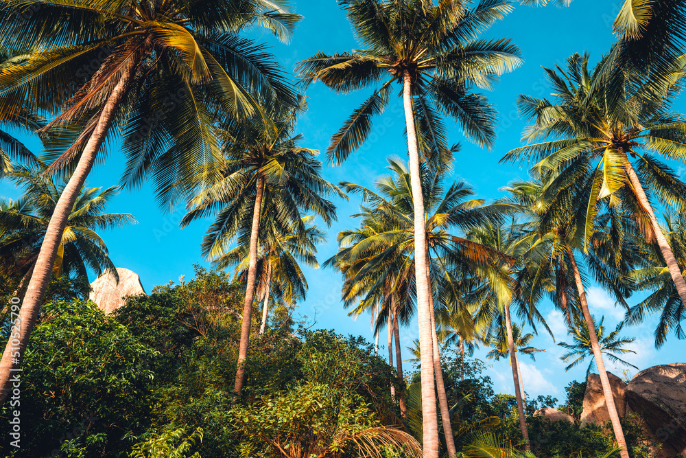 coconut trees on tropical island in summer
