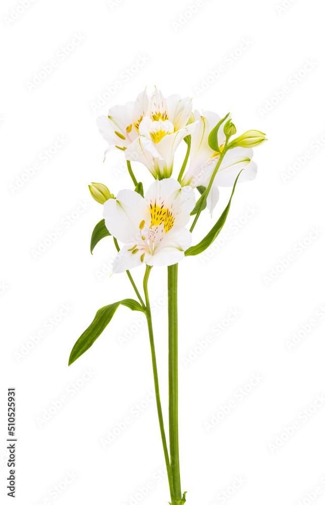 Fototapeta premium alstroemeria flower isolated
