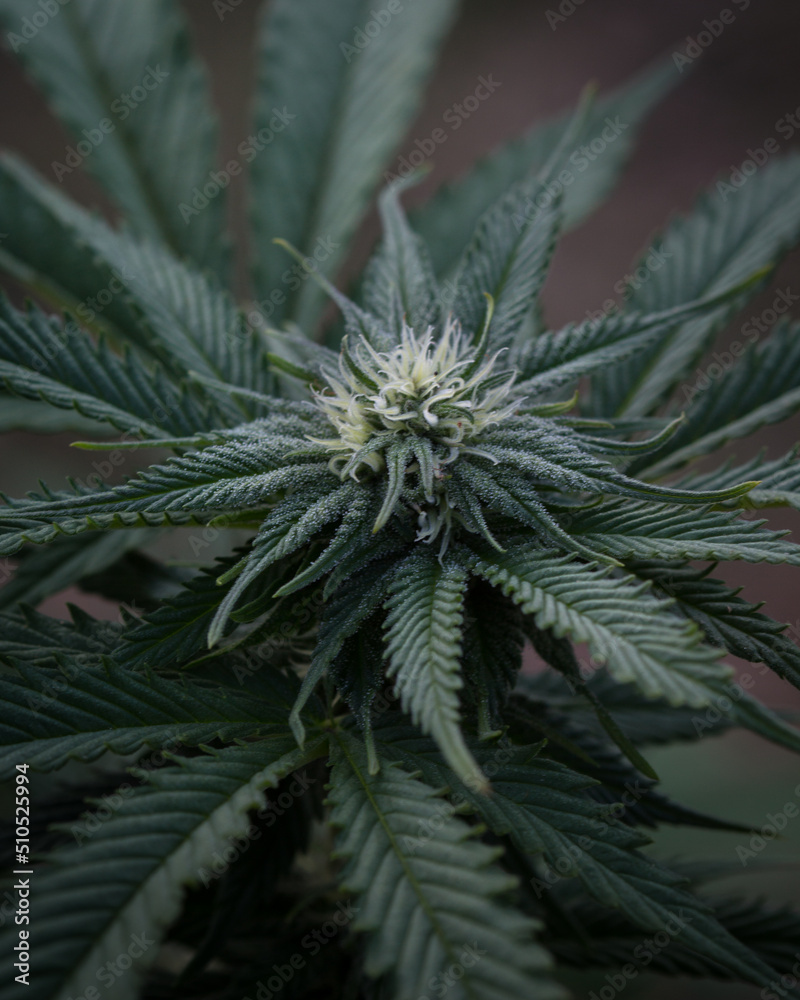 Cannabis flowers fresh with marijuana buds and plants Cannabis flowers fresh with marijuana buds and plants