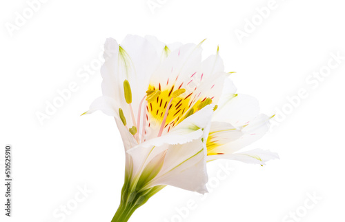 alstroemeria flower isolated