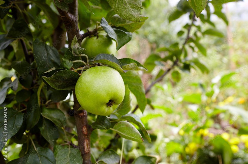 Ripe apples on a tree in a garden. Organic apples hanging from a tree branch in an apple orchard Ripe apples on a tree in a garden. Organic apples hanging from a tree branch in an apple orchard