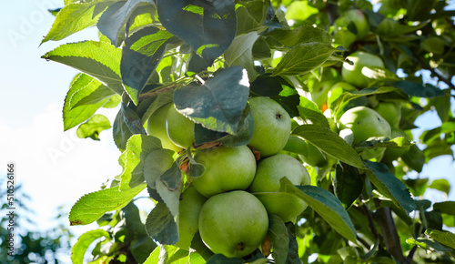 Ripe apples on a tree in a garden. Organic apples hanging from a tree branch in an apple orchard