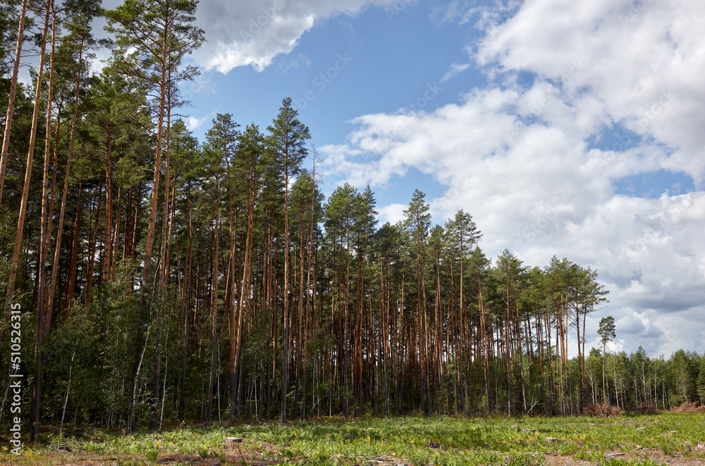 Dense pine forest against the sky and meadows. Beautiful landscape of a row of trees and blue sky background Dense pine forest against the sky and meadows. Beautiful landscape of a row of trees and blue sky background