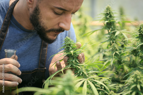 Young farmers check the quality of marijuana trees, Farmer growing hemp and checking plants growth, agriculture and environment concept photo