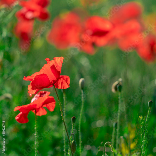Field of poppy flowers papaver rhoeas in spring.