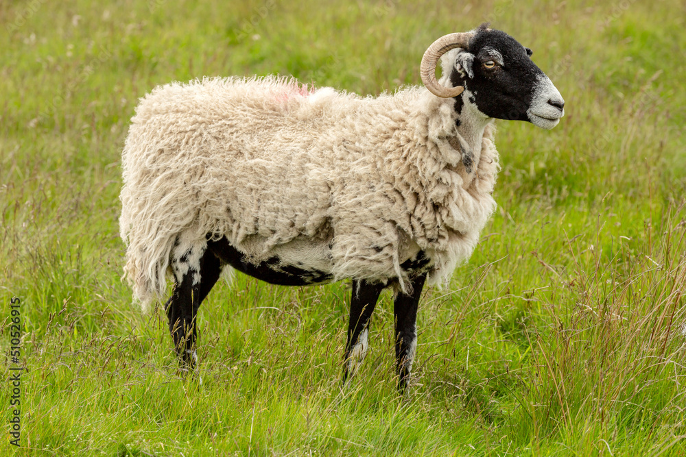 Swaledale ewe or female sheep, looking to the right and stood in a summer hay meadow with lush green grass in Nidderdale, Yorkshire Dales, UK. Horizontal. Copyspace Swaledale ewe or female sheep, looking to the right and stood in a summer hay meadow with lush green grass in Nidderdale, Yorkshire Dales, UK. Horizontal. Copyspace