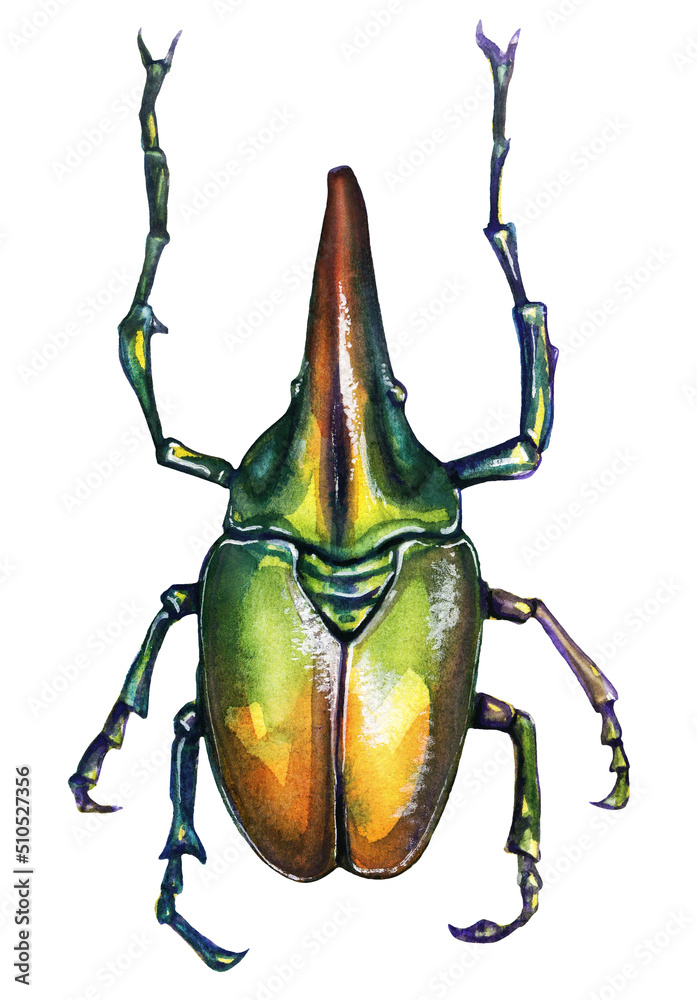 Hercules beetle. Insects bright colored chameleon watercolor drawing on a white background ...